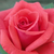Czerwony  - Róże rabatowe grandiflora - floribunda - Rosalynn Carter